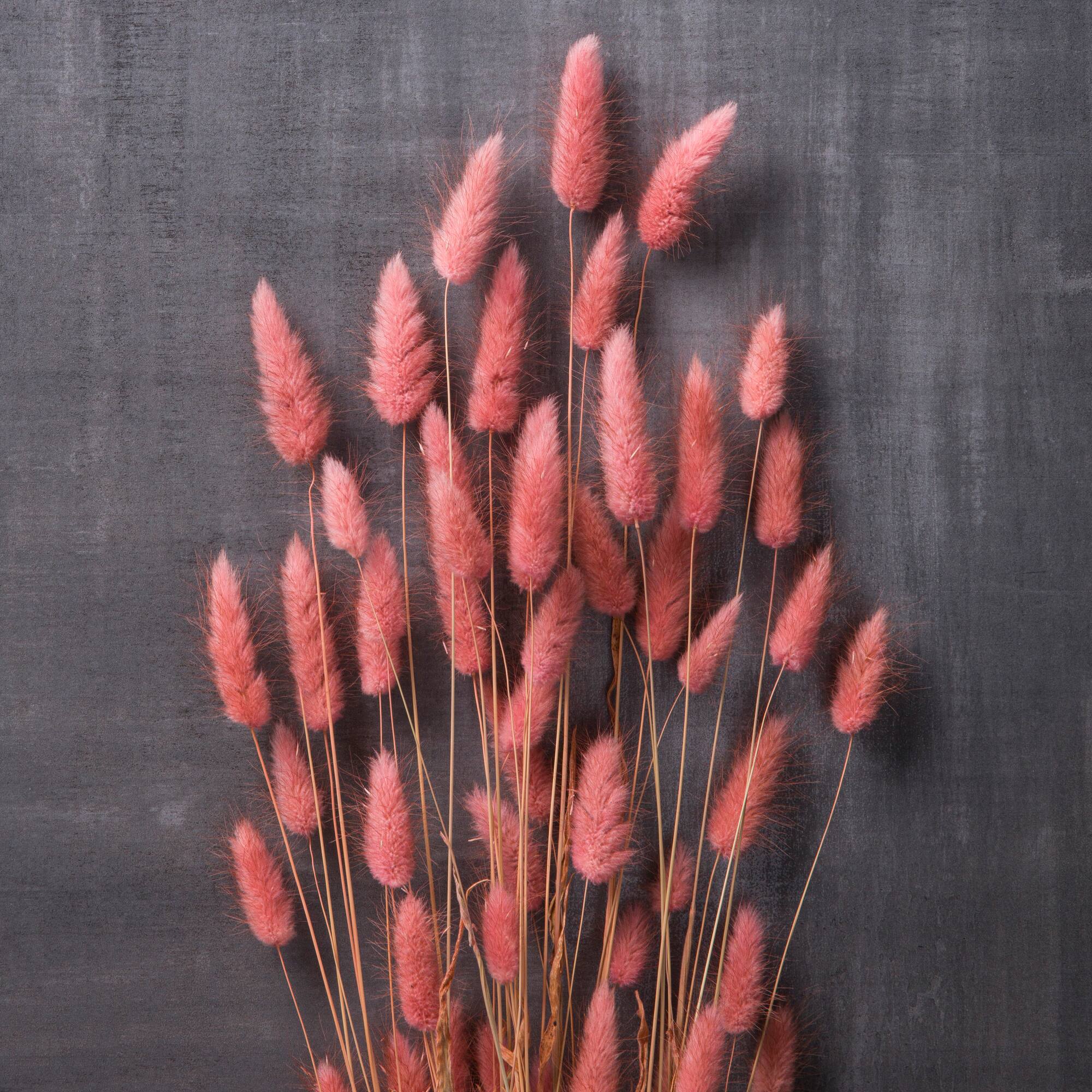 8 Pack: Mauve Lagurus Bundle by Ashland®